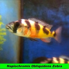 Haplochromis obliquidens Zebra