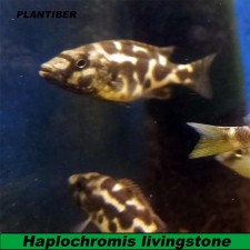 Haplochromis livingstone. Cíclido ajedrez
