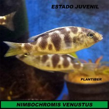 NIMBOCHROMIS VENUSTUS 4-5 cm