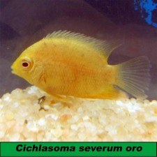 Cichlasoma severum oro