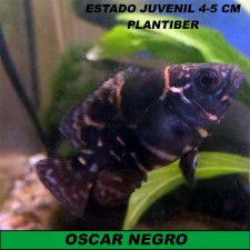 OSCAR NEGRO 4-5 CM