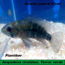 Aequidens rivulatus. Terror verde 5 cm