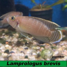 Lamprologus brevis