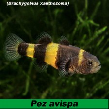 Pez avispa