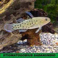 STIGMATOGOBIUS SADANUNDIO