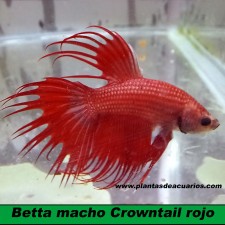 Betta macho Crowntail rojo