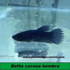 Betta hembra crowntail