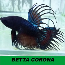 Betta macho Crowntail surtido