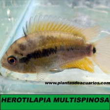 HEROTILAPIA MULTISPINOSA