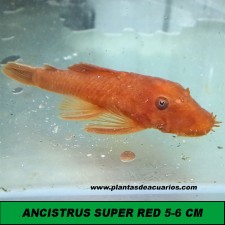 ANCISTRUS SP. SUPER RED 5-6 cm