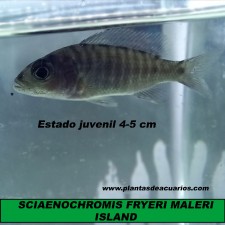 SCIAENOCHROMIS FRYERI MALERI ISLAND