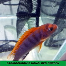 LABIDOCHROMIS HONGI RED SWEDEN  4-5 cm