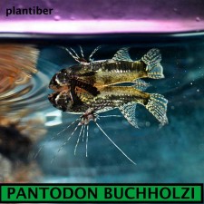 PANTODON BUCHHOLZI