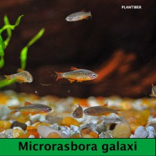 Microrasbora Galaxi