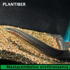 Mastacembelus Erythrotaenia. ANGUILA FUEGO 11 cm