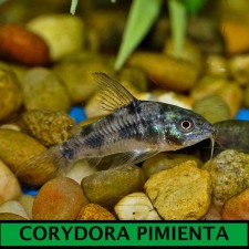 Corydora pimienta  gigante 7 cm