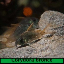 CORYDORA BRONCE