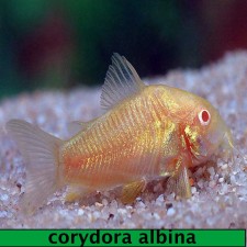 CORYDORA ALBINA