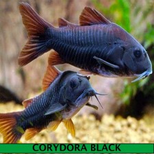 Corydora negra venezolana