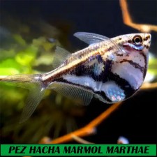 PEZ HACHA MARMOL MARTHAE 2-2.5 CM