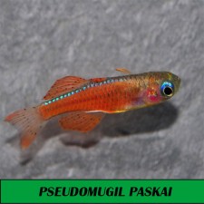 PSEUDOMUGIL PASKAI