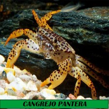 Parathelphusa cf. pantherina