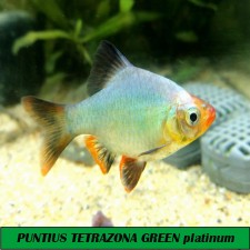 Barbo sumatrano verde platino