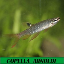Copella arnoldi (tetra rociador)