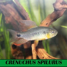 CRENUCHUS SPILURUS