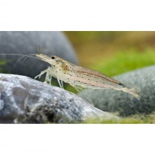 Caridina japónica 2 cm