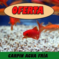 Carpín agua fría. Oferta