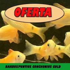 BARBUS/PUNTIUS CONCHONIUS surtido