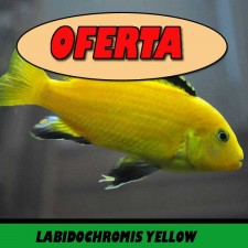 LABIDOCHROMIS YELLOW