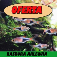 RASBORA ARLEQUIN