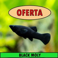 POECILIA SPHENOPS BLACK MOLY