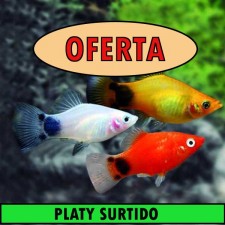 XIPHOPHORUS MACUL. PLATY SURTIDO