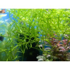 NAJAS GUADALUPENSIS flotante (bolsita) Para cría de guppys