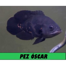 PEZ OSCAR NEGRO 12 CM