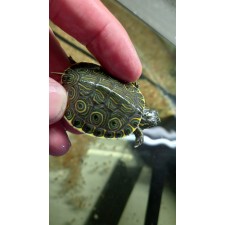 TORTUGA TRACHEMYS VENUSTA