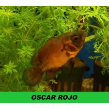 OSCAR ROJO