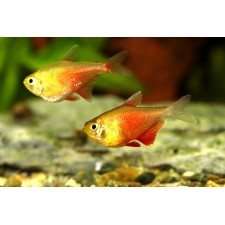 Tetra flammeus orange
