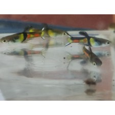 Guppy endler wingei "el tigre" puro (pareja)