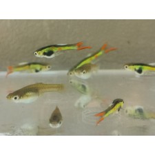 Guppy endler wingei line green (pareja) PUROS