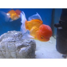 ORANDA NARANJA 10-11 cm