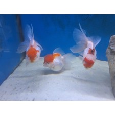 ORANDA BOINA ROJA 11 CM