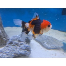 ORANDA TRICOLOR 9-10 CM