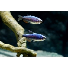 Inpaichthys kerri super blue