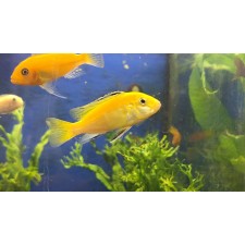 Labidochromis lemon 7,5 CM