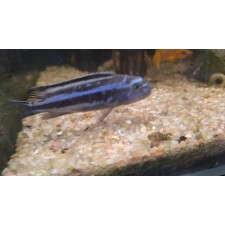 Melanochromis maingano 8-9 cm