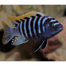 Cynotilapia Afra red dorsal 8-9 cm